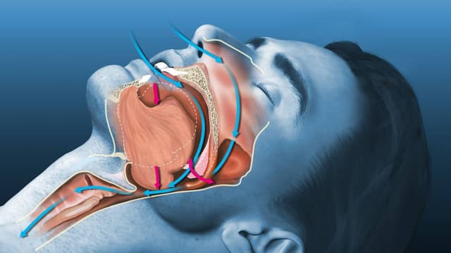 Lưỡi gà có vai trò gì trong cơ thể? Khám phá vai trò và những điều cần biết