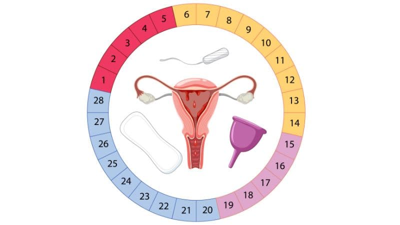Ở tuổi dậy thì, chu kỳ kinh nguyệt có thể chưa đều do hệ thần kinh – nội tiết chưa hoàn thiện và thường cần 2 – 3 năm để dần ổn định.