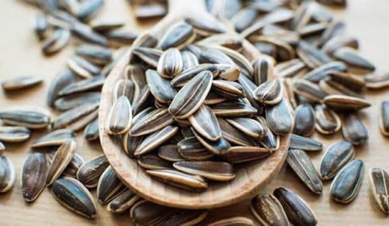 Ăn hạt hướng dương có gây ngứa họng không là lo lắng của nhiều người