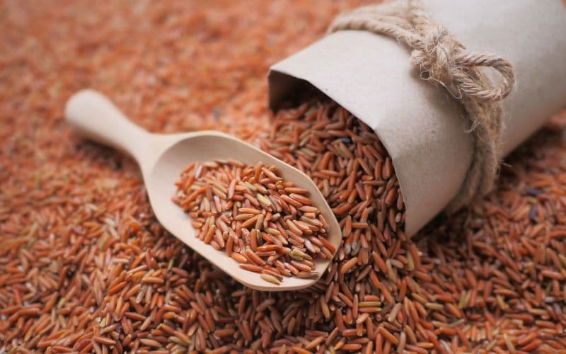 Bà bầu ăn gạo lứt được không thì câu trả lời là có, nếu sử dụng với lượng phù hợp và kết hợp cùng chế độ ăn đa dạng