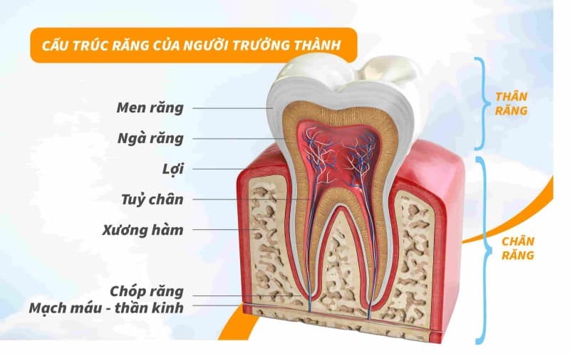 Cấu tạo chi tiết của hàm răng