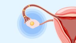 Đến ngày rụng trứng có biểu hiện gì để nhận biết?