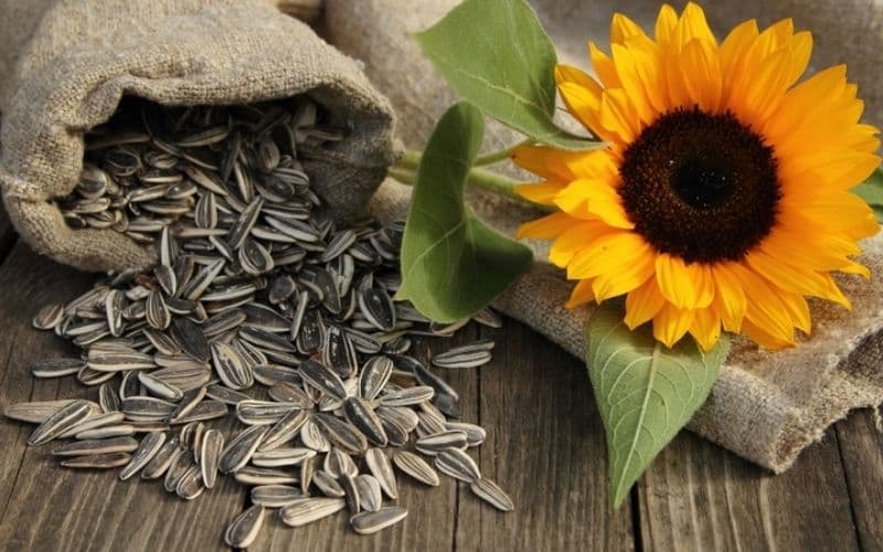 Ăn hạt hướng dương có tốt cho bà bầu không là băn khoăn của nhiều người