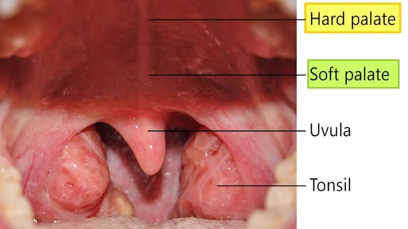 Khẩu cái mềm và lưỡi gà phối hợp hỗ trợ hoạt động nuốt, phát âm và bảo vệ đường thở