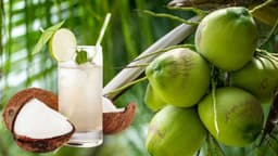 Uống nước dừa có béo không?