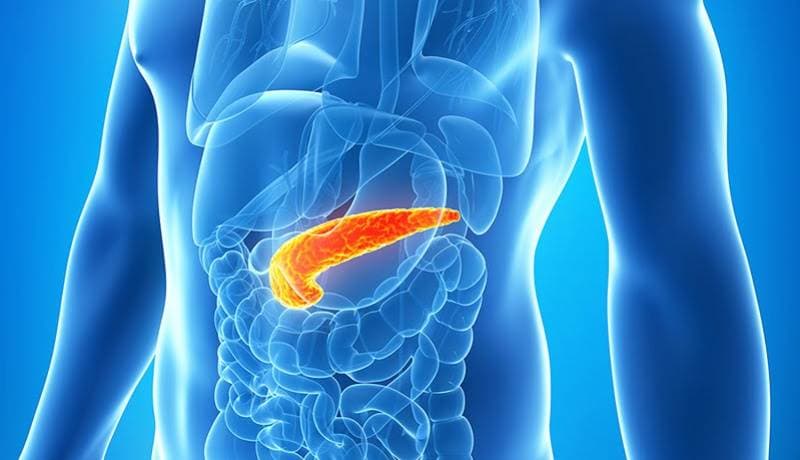 Tuyến tụy tiết dịch tụy chứa nhiều enzyme tiêu hóa và đưa chúng vào tá tràng