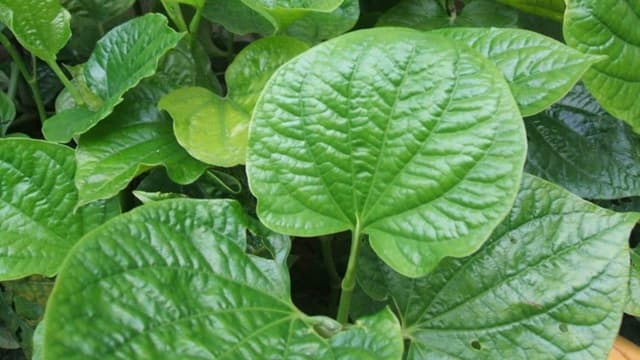 Bà bầu ăn được lá lốt không? Ăn thế nào để an toàn cho mẹ và bé?