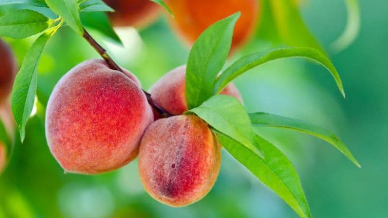 Bà bầu có được ăn đào không thì câu trả lời là có