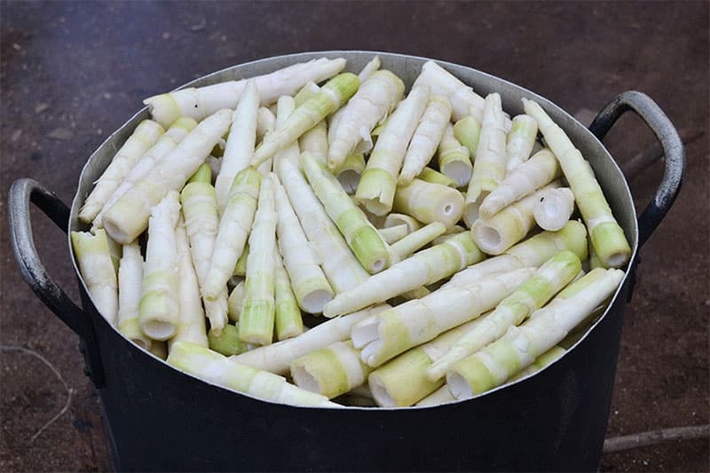 Măng tươi cần được sơ chế, luộc kỹ và bỏ nước luộc trước khi chế biến món ăn cho mẹ bầu.
