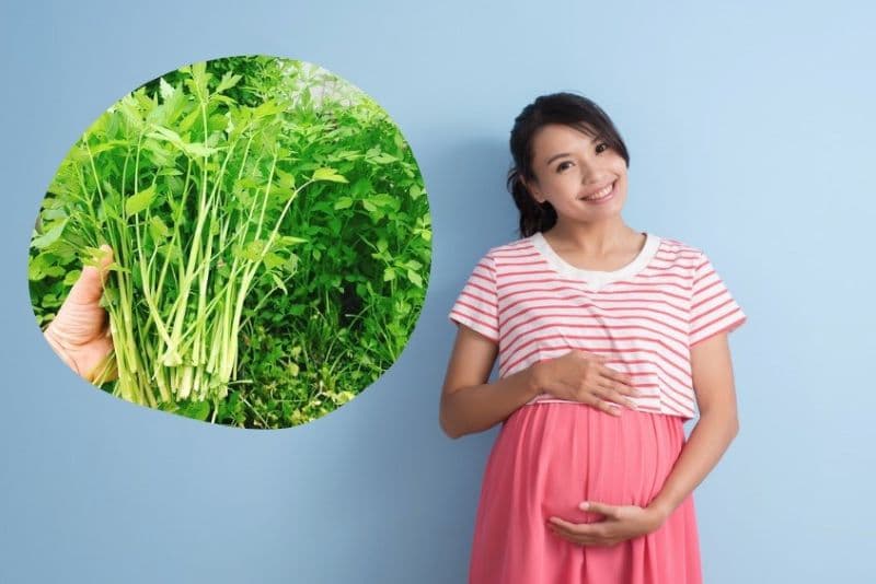 Rau cần có thể góp mặt trong thực đơn của mẹ bầu nếu được lựa chọn và chế biến bảo đảm vệ sinh.