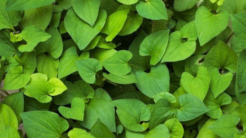 Mẹ bầu có thể sử dụng rau diếp cá trong bữa ăn nhưng cần lựa chọn và sơ chế rau kỹ trước khi ăn.