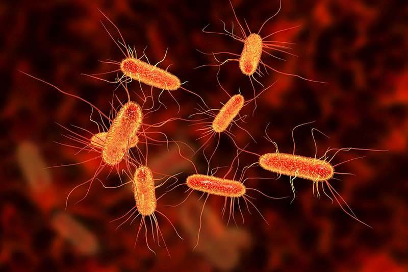 Các loại như Salmonella, Campylobacter, Shigella và một số chủng E. coli có thể gây nhiễm trùng đường tiêu hóa