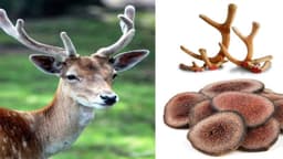 Người bị ung thư có ăn được nhung hươu không?