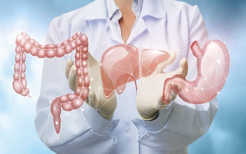 Hệ tiêu hóa, gan và đường mật có vai trò quan trọng đối với sức khỏe