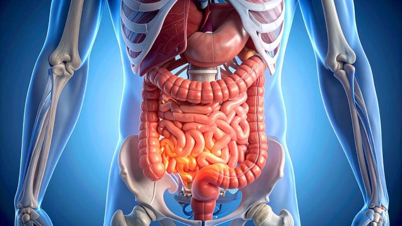 Vị trí dạ dày trong ổ bụng có mối liên quan giải phẫu với nhiều cơ quan và cấu trúc xung quanh