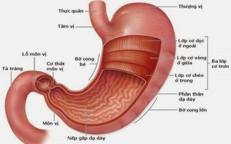 Dạ dày là cơ quan quan trọng của hệ tiêu hóa