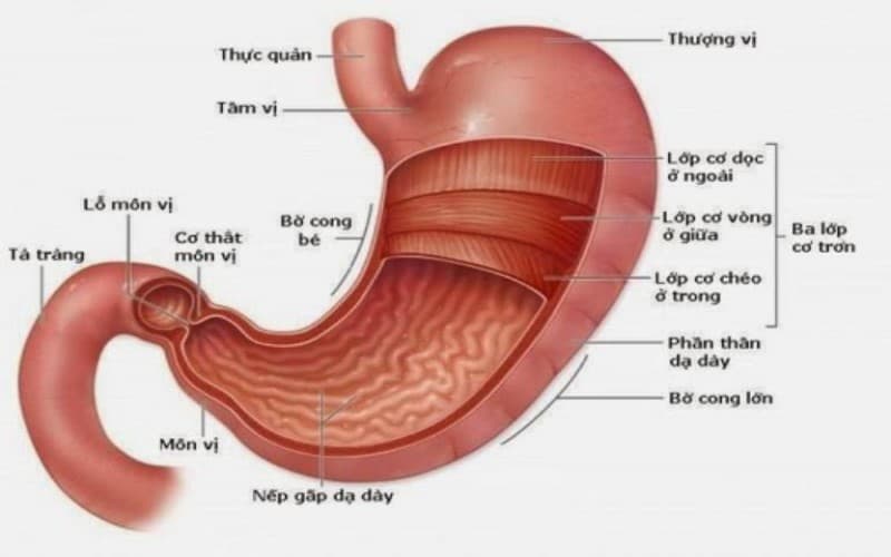 Cấu tạo liên quan đến chức năng dạ dày