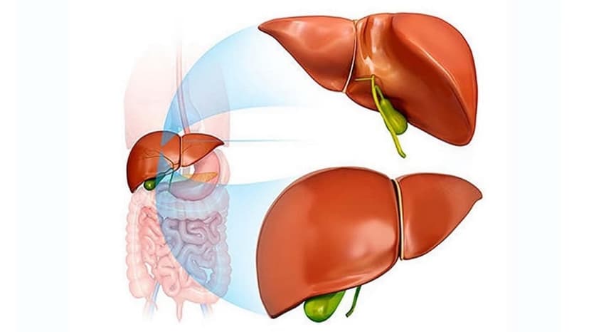 Chuyển hóa bilirubin là gì? Quá trình này diễn ra như thế nào?