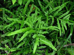 Cỏ seo gà có tác dụng gì? Công dụng và cách dùng an toàn