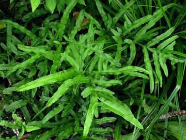 Cỏ seo gà có tác dụng gì? Công dụng và cách dùng an toàn