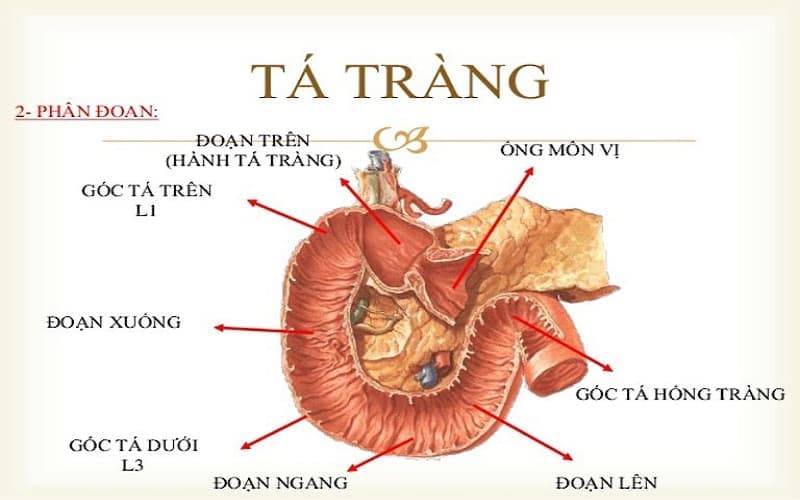 Hành tá tràng là đoạn đầu của tá tràng