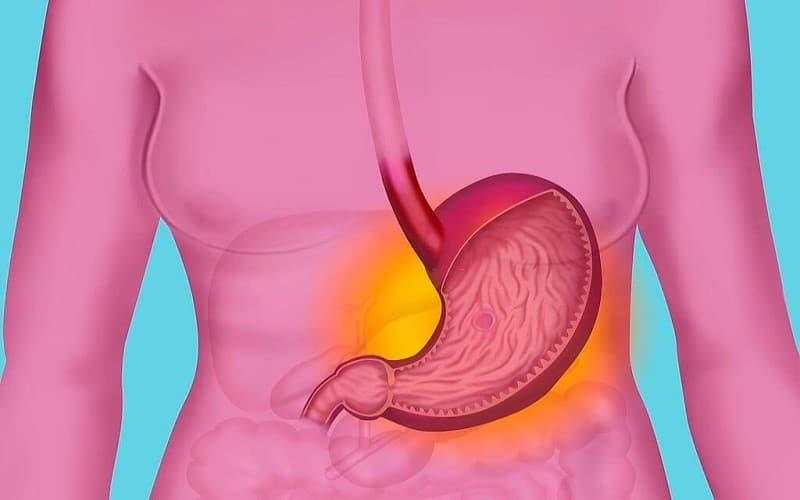 Dạ dày tiếp nhận và xử lý thức ăn