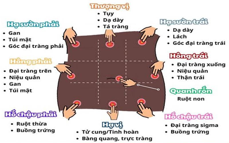 Vị trí bao tử nằm ở vùng thượng vị (vùng bụng trên rốn)