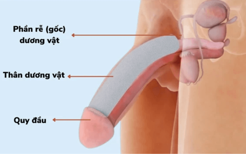 Gãy dương vật có đau không? 