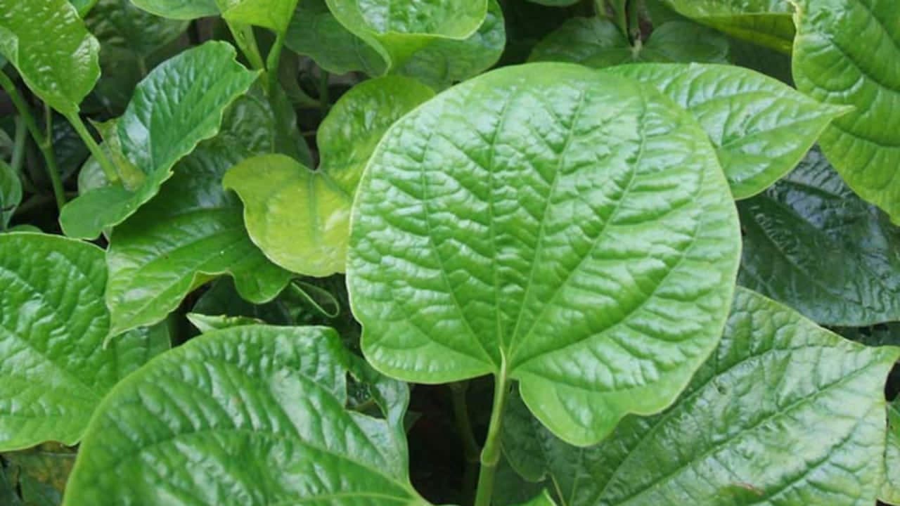 Lá lốt chữa dạ dày được không? Công dụng, cách dùng và những lưu ý cần biết