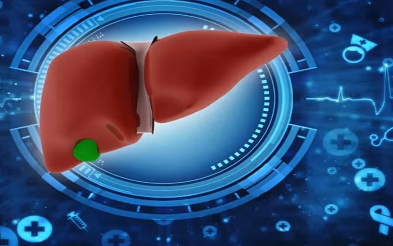 Bilirubin được chuyển hóa chủ yếu tại gan trước khi đào thải qua đường mật