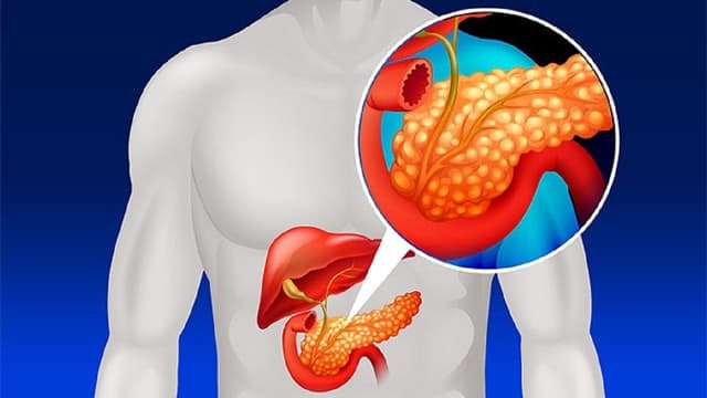 Tế bào alpha tuyến tụy là gì? Vai trò và những điều cần biết