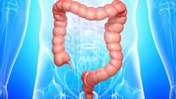 Tiêu hóa ở ruột già diễn ra như thế nào? Chức năng và những điều cần biết