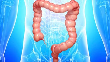 Tiêu hóa ở ruột già diễn ra như thế nào? Chức năng và những điều cần biết