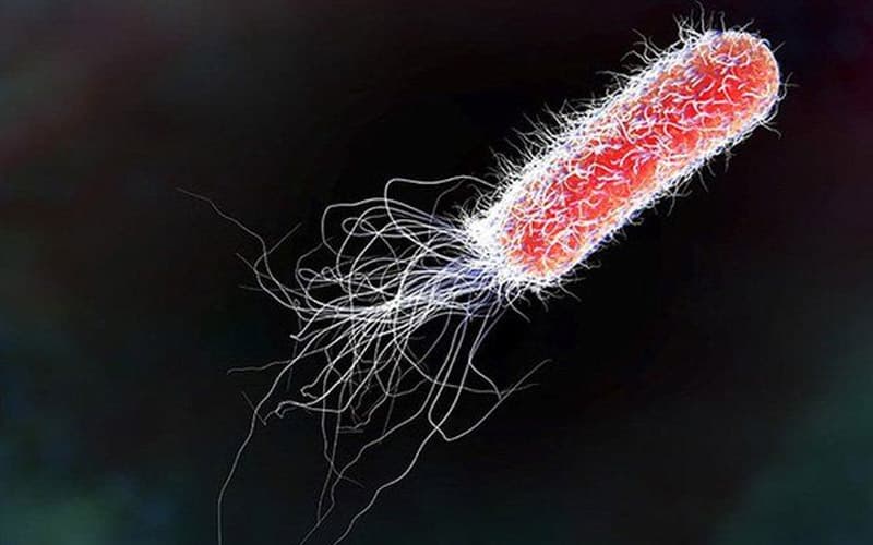 Vi khuẩn E. Coli là nguyên nhân hàng đầu gây tiêu chảy nhiệt đới