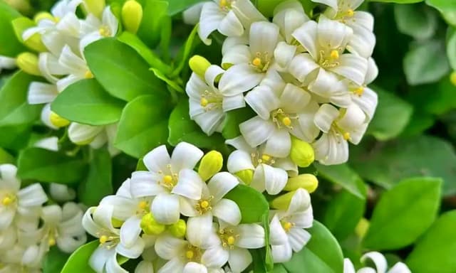Lá xoan có tác dụng gì? Công dụng và cách sử dụng
