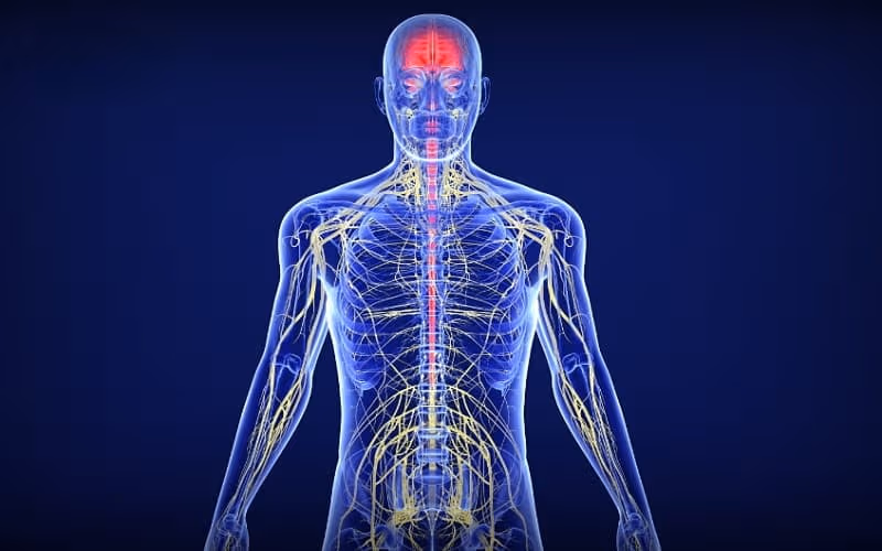 U hạch thần kinh phát triển chậm từ các tế bào của hệ thần kinh tự chủ
