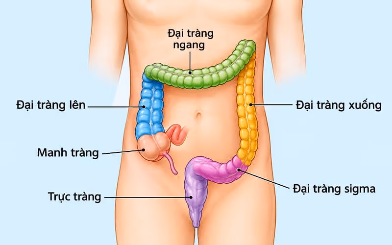 Đại tràng lên là đoạn đại tràng nằm bên phải ổ bụng