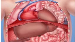 Thoát vị hoành bẩm sinh ở người lớn nguy hiểm không? Nguyên nhân do đâu và điều trị thế nào?