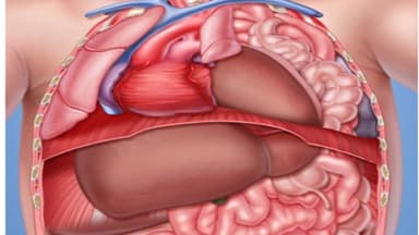 Thoát vị hoành bẩm sinh ở người lớn nguy hiểm không? Nguyên nhân do đâu và điều trị thế nào?