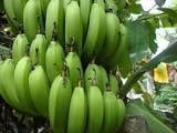 Chữa rối loạn tiêu hóa bằng chuối xanh