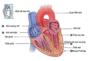 Bệnh cơ tim phì đại tắc nghẽn có chữa được không