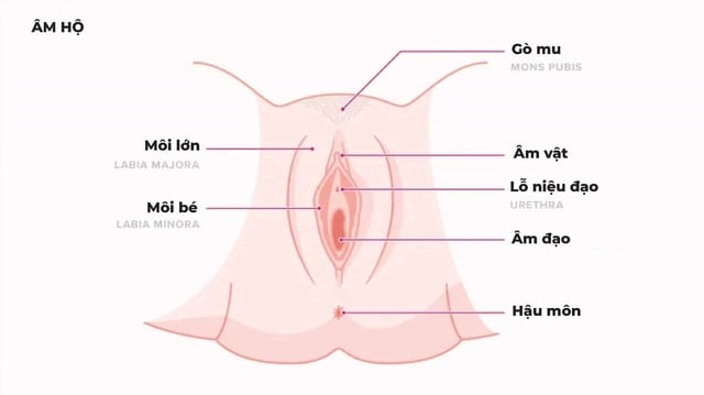 Cơ quan sinh dục của nữ giới gồm những gì?