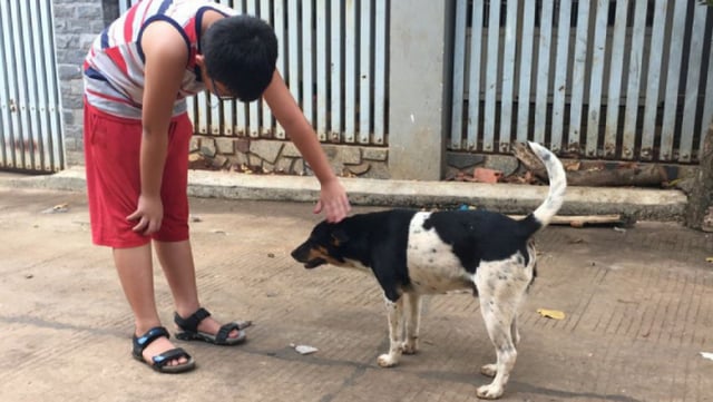 [Cảnh báo] Bé trai hơn 4 tuổi bị viêm não vì nhiễm giun