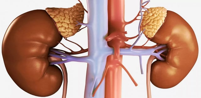 Rối loạn chức năng tuyến thượng thận và cách dự phòng hiệu quả