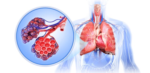 Làm gì để hệ hô hấp của bạn luôn khỏe mạnh?