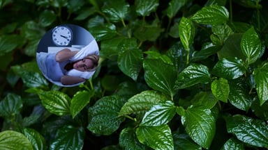 Thực hư lá lốt chữa mất ngủ
