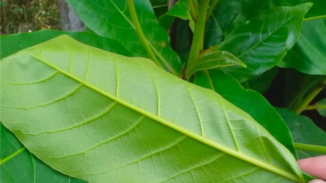 Lá bàng chữa bệnh trĩ được không &#8211; kiểm chứng thực hư?