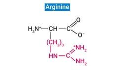 Arginine và vai trò quan trọng trong bảo vệ sức khỏe