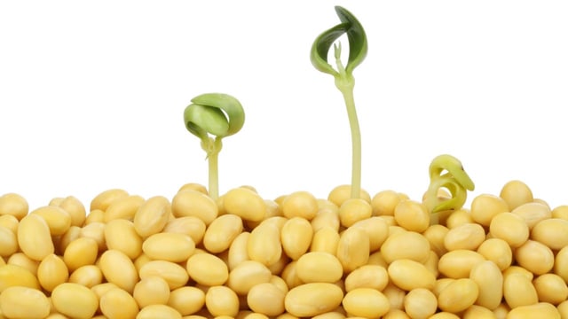 Mầm đậu nành &#8211; Lợi ích cho sức khỏe phụ nữ