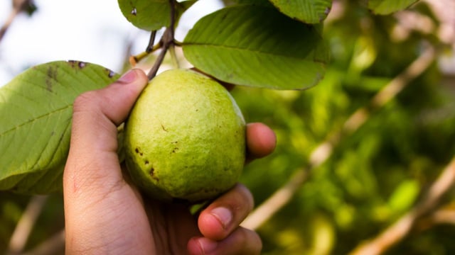 Uống nước lá ổi có tác dụng gì: Giải mã lợi ích của nước lá ổi
